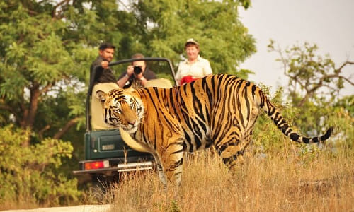 Day 5: Ranthambore Wildlife Safari Day 5: Ranthambore Wildlife Safari