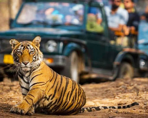 Day 2: Jungle safari./jeep safari./canter safari.(individual, sharing) Day 2: Jungle safari./jeep safari./canter safari.(individual, sharing)