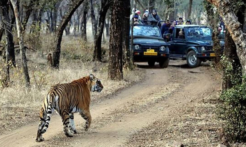 Day 4: Agra to Ranthambore Day 4: Agra to Ranthambore