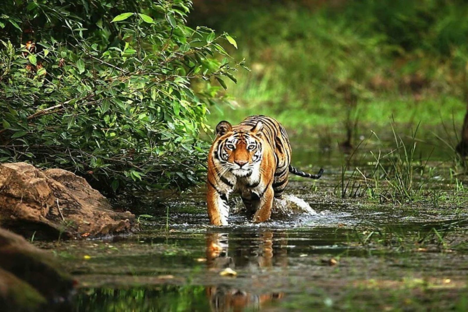 Day 4: Jim Corbett Jangle Safari 