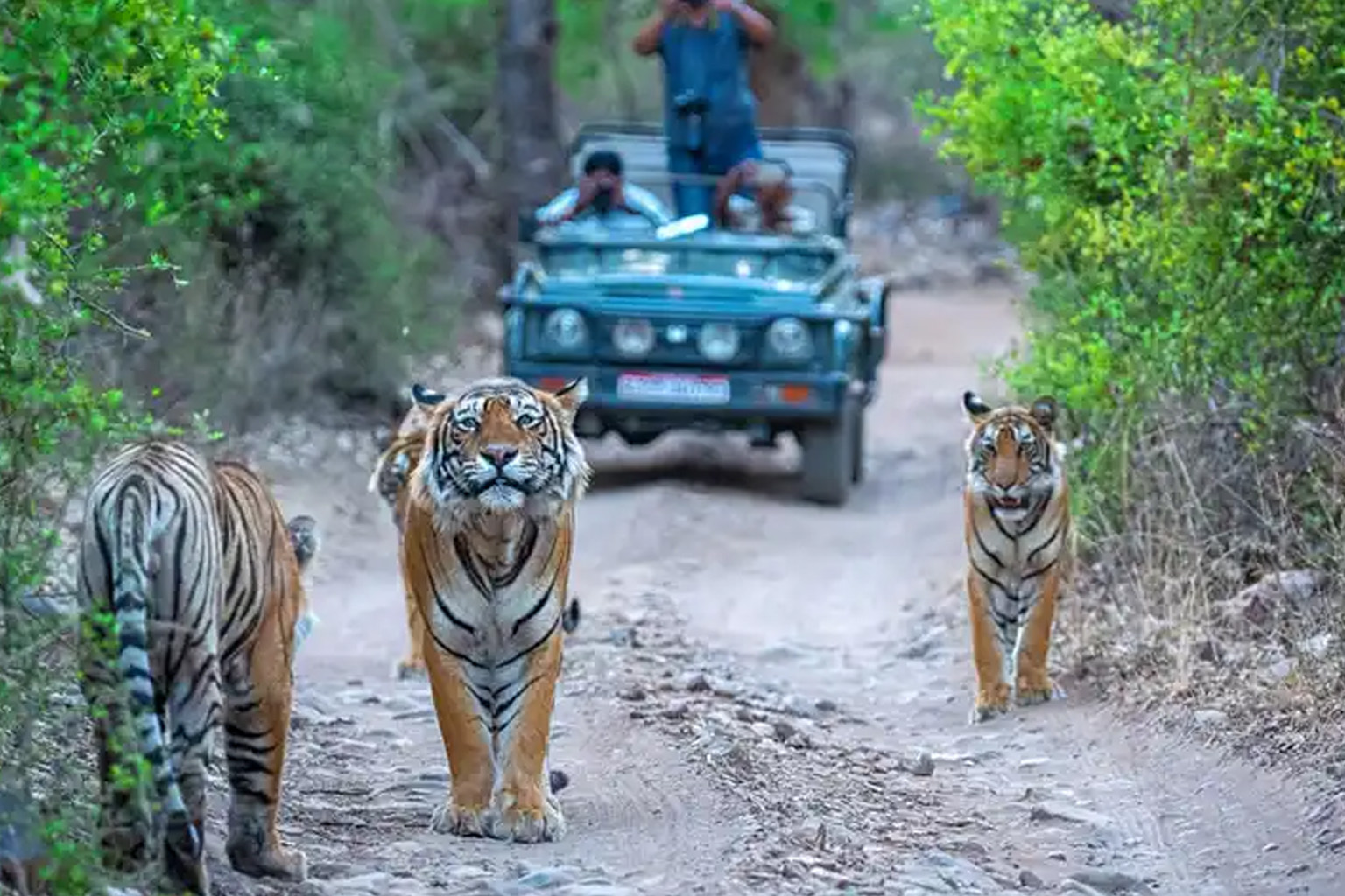 2N 3D Delhi to Jim Corbett Tiger National Park Tour with Private Driver