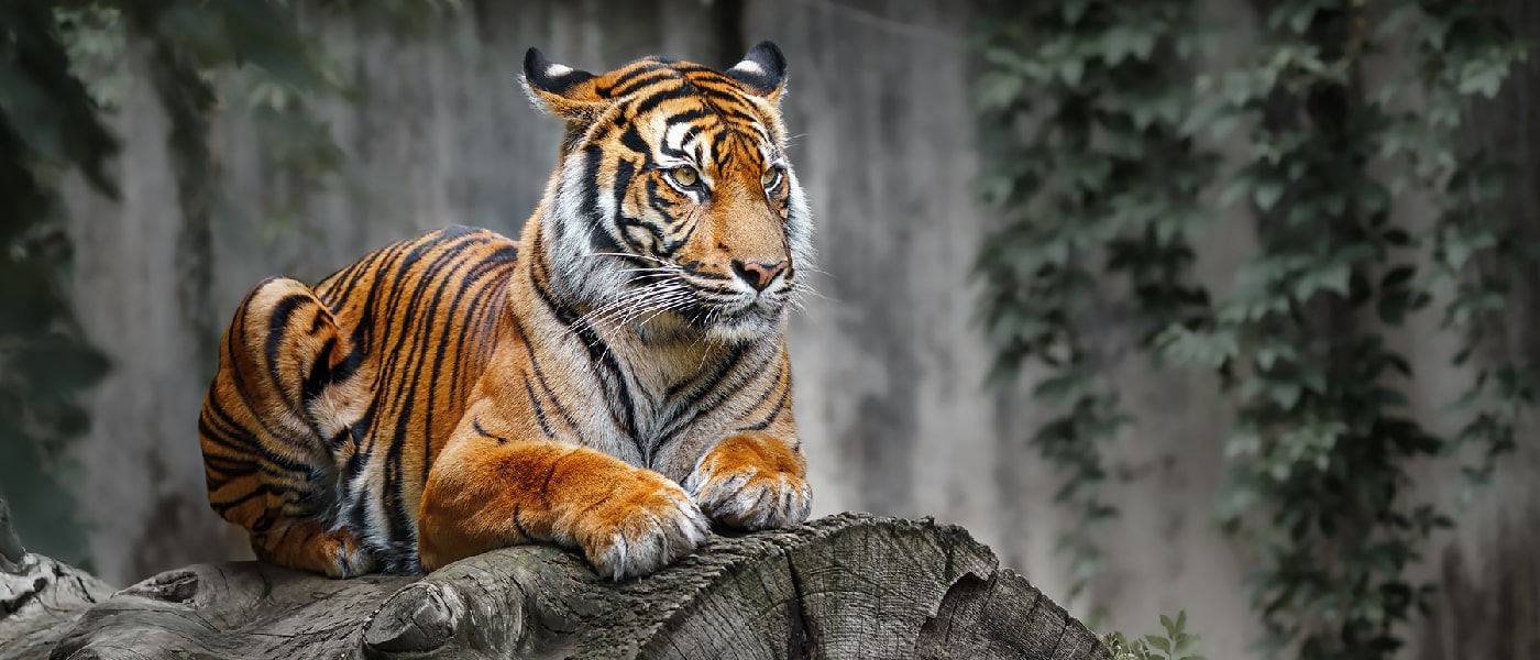 Delhi Agra Ranthambore Jaipur Delhi Agra Ranthambore Jaipur